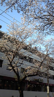 SAKURA